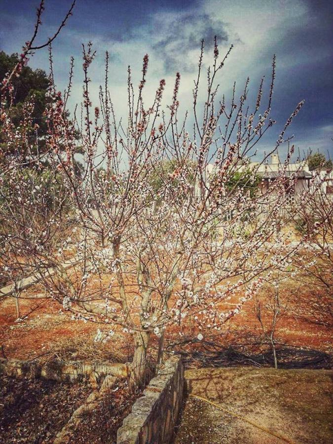 Villa Gardenia Ostuni Exteriér fotografie